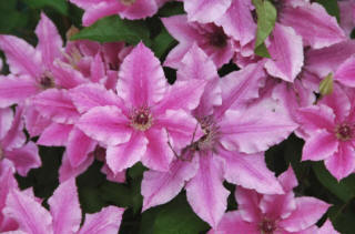 Cluster of pink flowers on Clematis Ooh la la